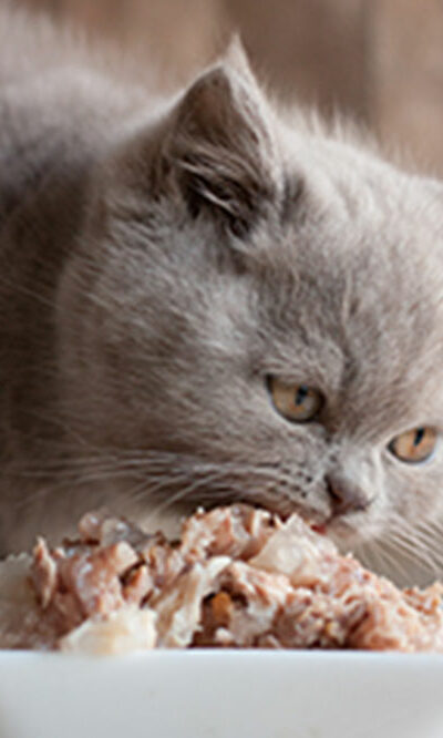 4 factors to remember while buying cat food