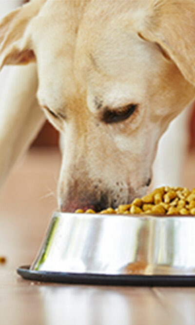 5 tips to choose the right dog food