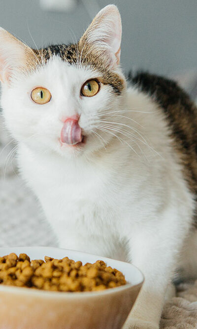 Benefits of wet and dry cat foods