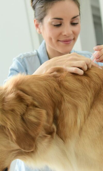 Home remedies for dog allergies