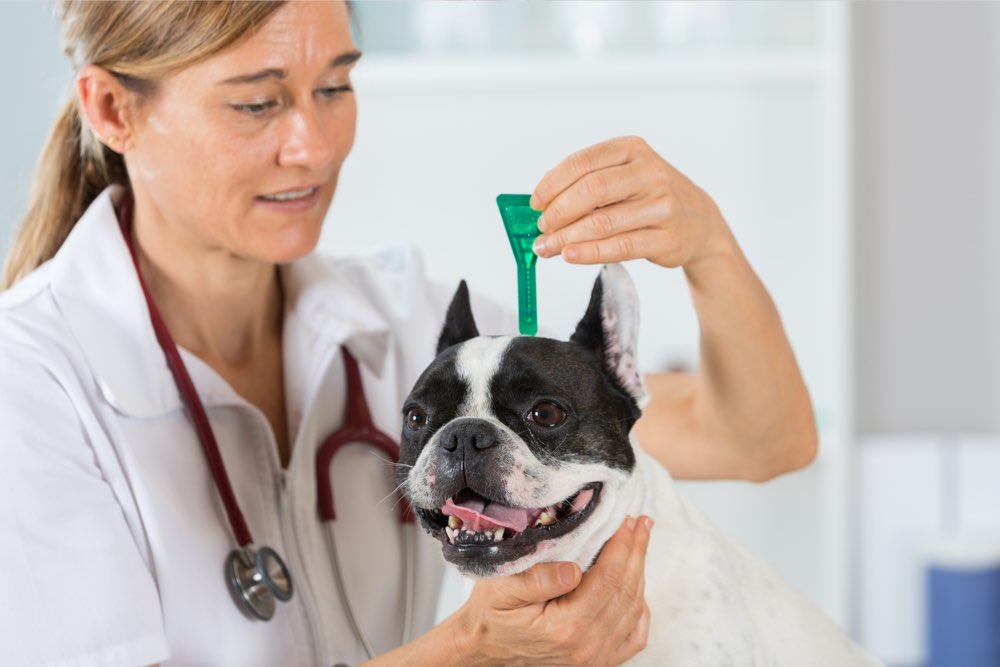 Top 5 heartworm prevention medication for dogs