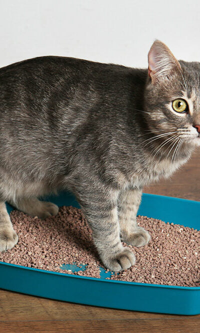 How to solve cat litter box problems