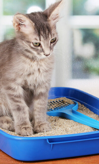 Types of cat litter and their effects on humans