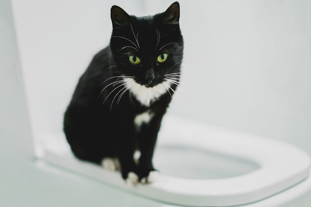 5 simple ways to toilet train a cat