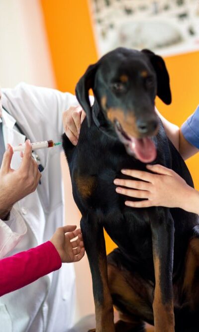 5 heartworm prevention medicines for dogs