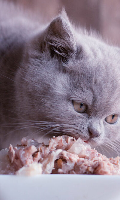 7 human foods that cats can have