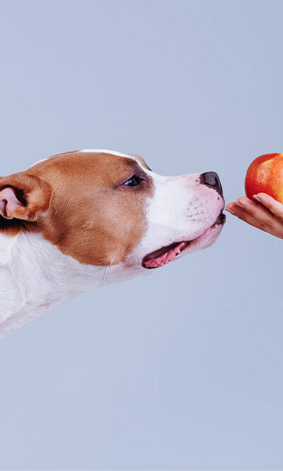 7 human foods that dogs can enjoy