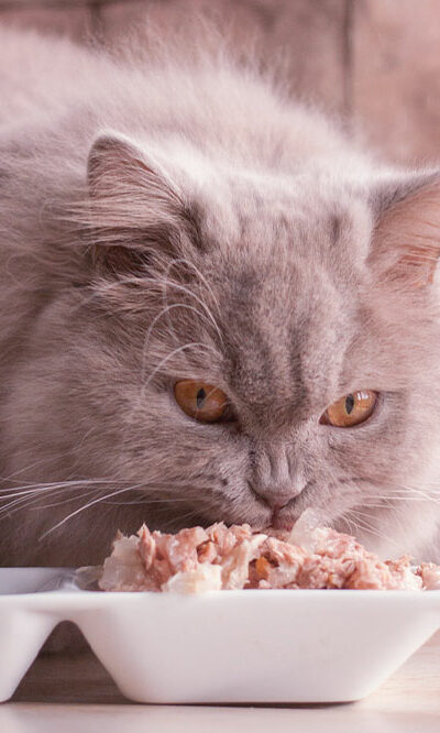 7 human foods that even cats can safely enjoy