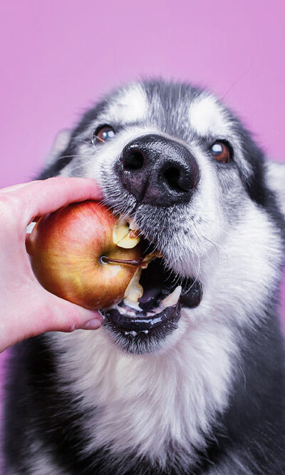 7 safe home foods for dogs to enjoy