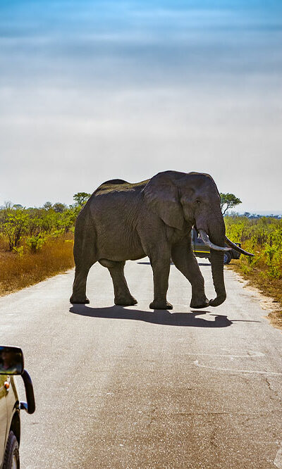 4 common mistakes to avoid on a safari