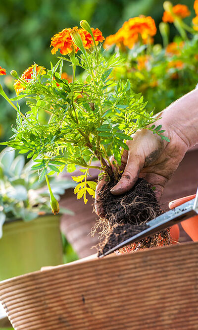 6 common gardening mistakes to avoid for a lush garden