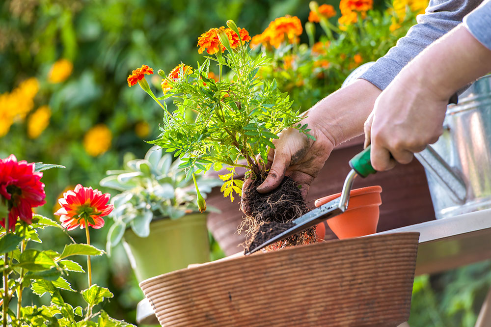 6 common gardening mistakes to avoid for a lush garden