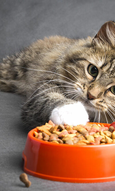 Top 10 Cat Food Deals to Consider on Black Friday 2023