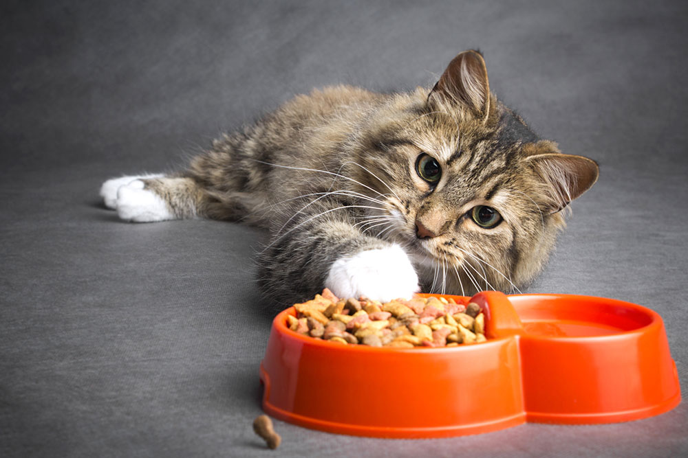 Top 10 Cat Food Deals to Consider on Black Friday 2023